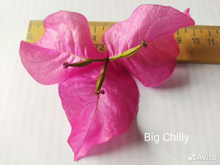 Бугенвиллия Big Chilly