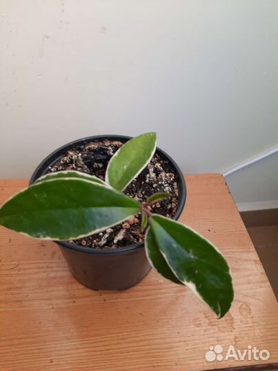 Хойя карноза кримсон квин