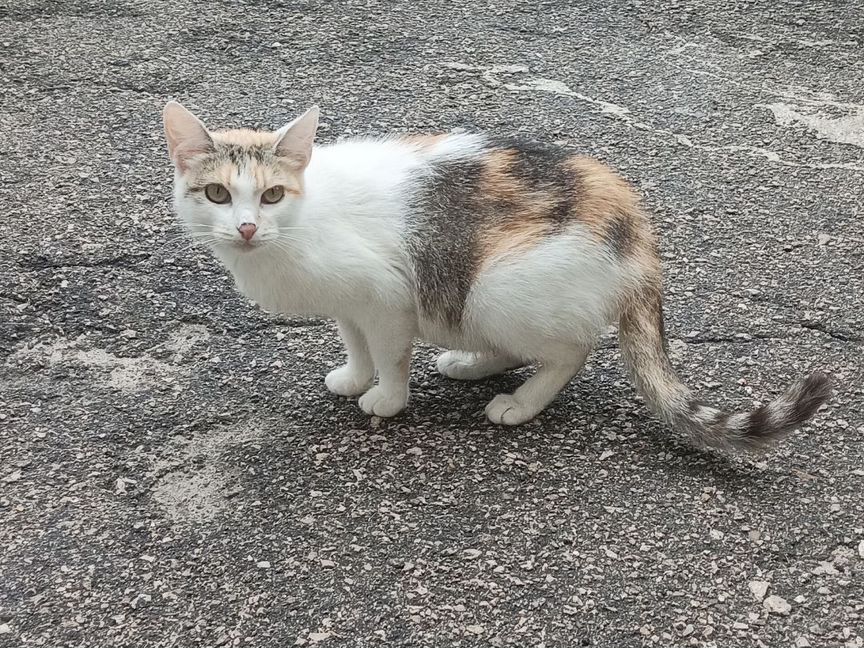 Молоденькую кошечку бросили на садовом участке