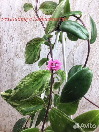 Колумнея,Эсхинантус