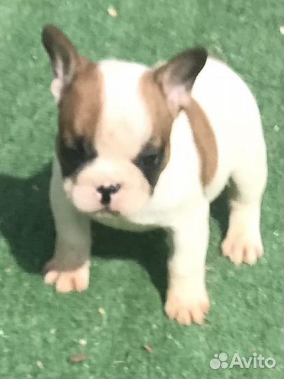 Французики