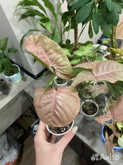 Сингониум Неон Пинк