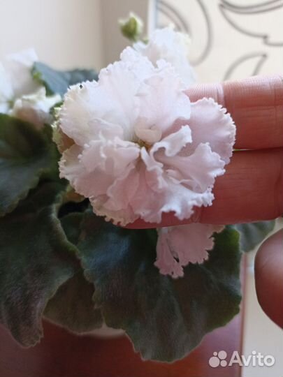 Фиалка белая