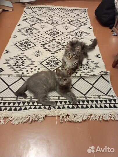 Котенок помесь британца и курильского бобтейла