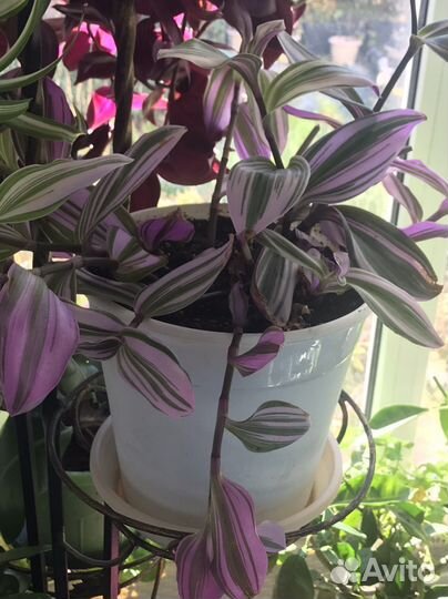 Традесканция,каллизия разных сортов