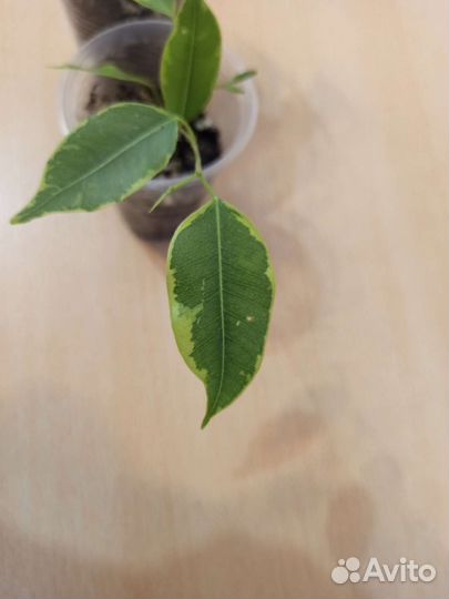 Фикус бенджамина со светлыми кончиками