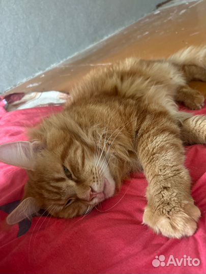 Отдам в добрые руки