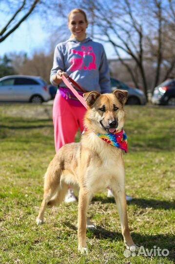 Молодая собака Винки ищет дом