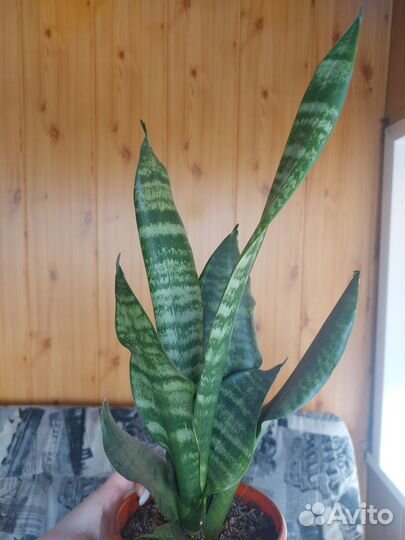 Сансевиерия