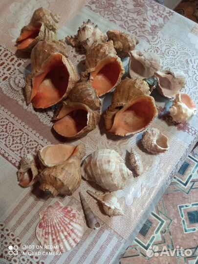 Ракушки для аквариума