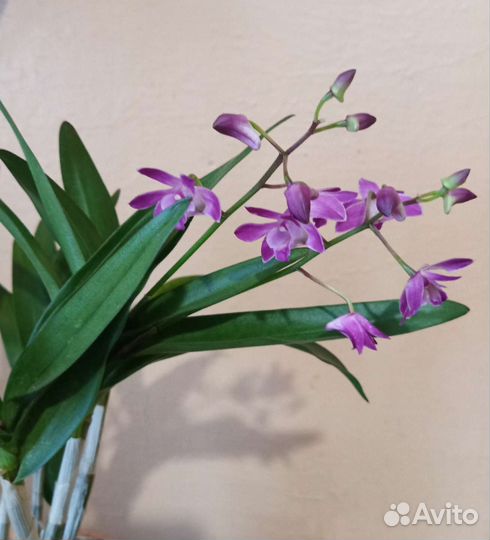 Орхидея