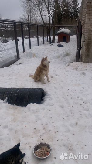 Кобель Хаски для вязки