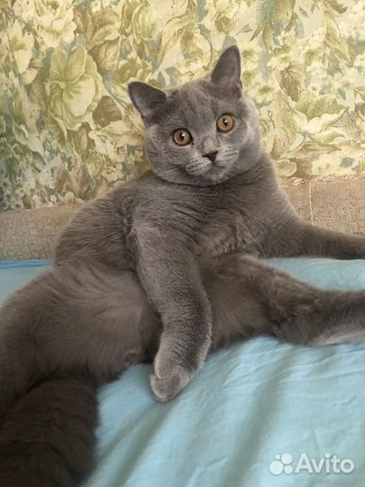 Британская