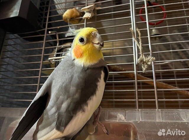 Корелла самец с клеткой