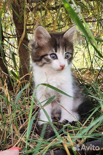 Котенок в дар бесплатно