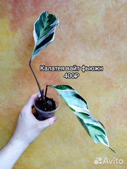 Марантовые