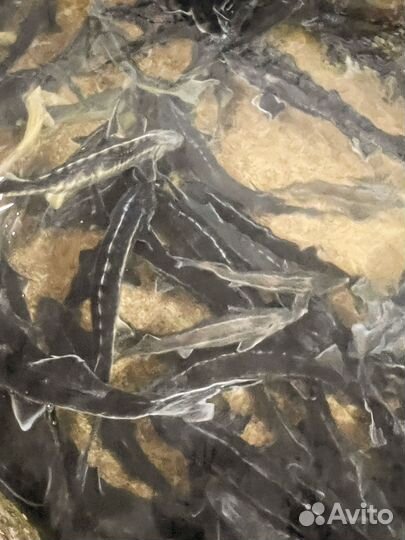 Черная икра с фермы