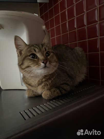 Котик был найден в канун рождества