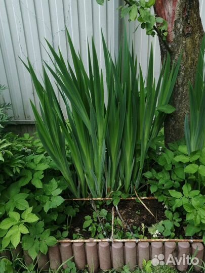 Ирис болотный гигантский выше Н160 см кустом