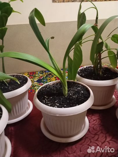 Комнатные цветы