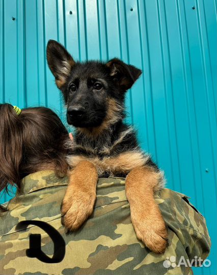 Щенки немецкой овчарки