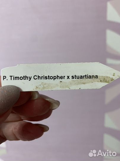 Орхидея фаленопсис