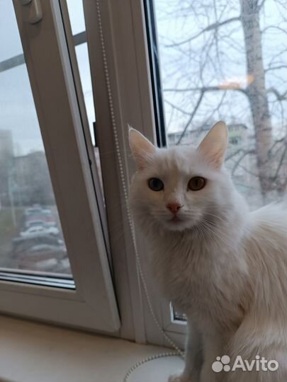Кошка турецкая ангора