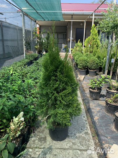 Туя западная Смарагд