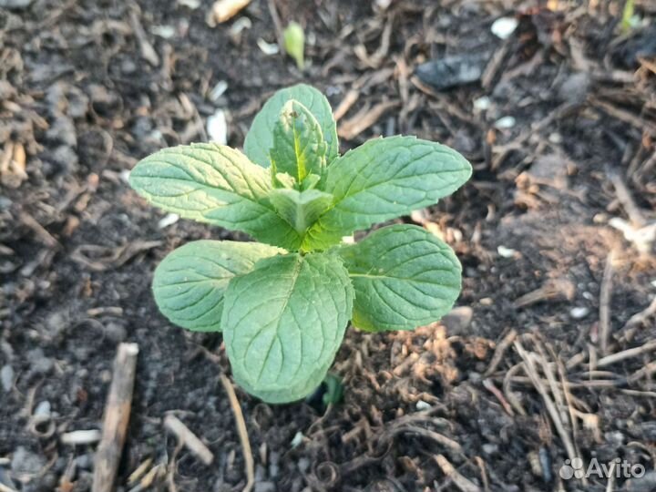 Мята, мелисса