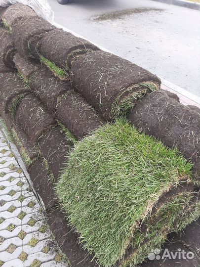 Рулонный газон, уход за газоном