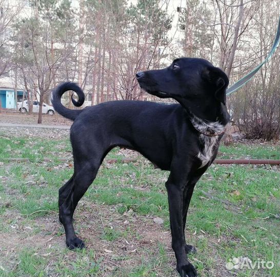 Метис борзой и бесенджи в добрые руки