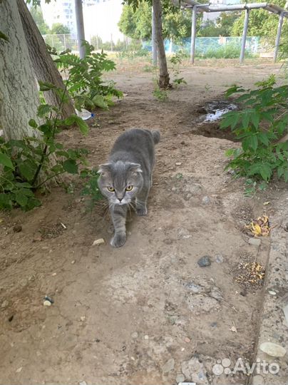 Шотландская