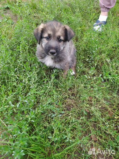 Щенки (помесь)