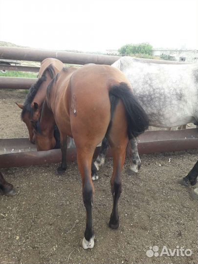 Жеребчики и жеребец