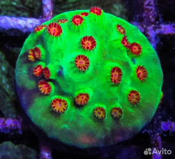 Кораллы для морского аквариума