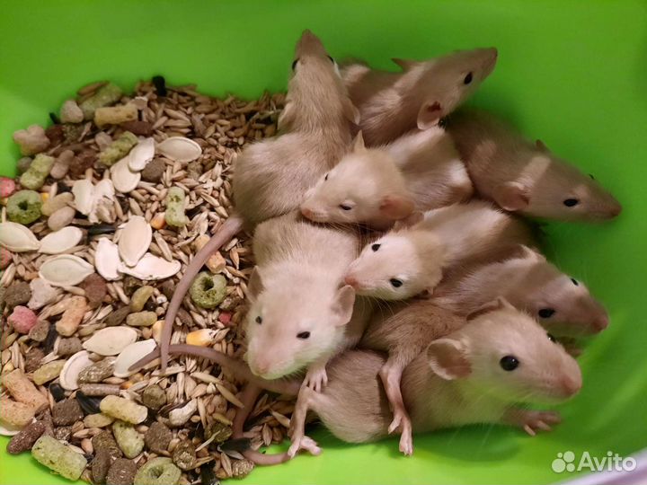 Крысята Дамбо крысы. Корма, наполнитель, клетки