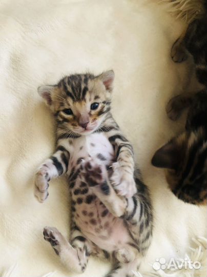 Бенгальские котята