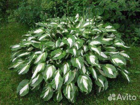 Лилейник оранжевый и жёлтый, хоста