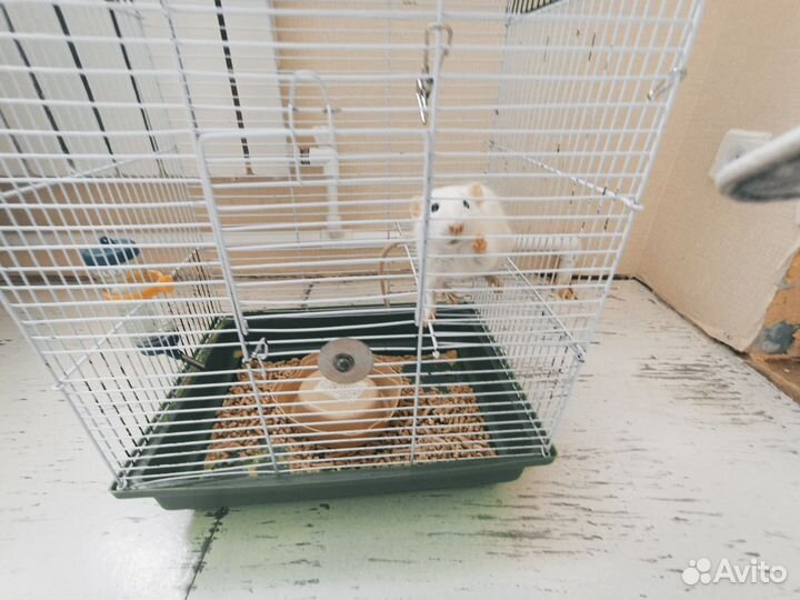 Крыса декоративная ручная