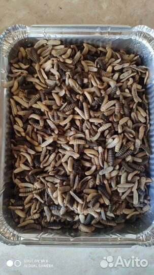 Натуральный корм для животных