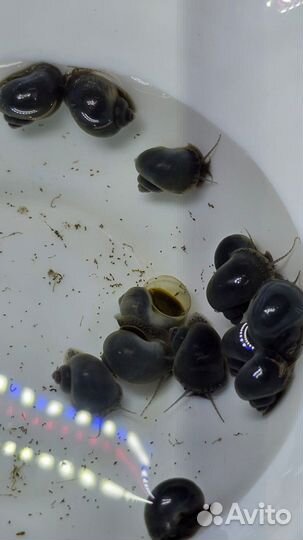 Ампулярия голубая