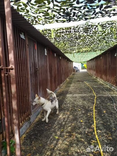 Лайка ищет дом. Пристраивается в добрые руки