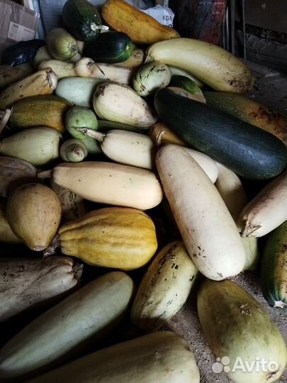Кабачки бесплатно