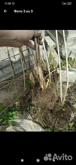 Малина саженцы для посадки: Новость Кузьмина