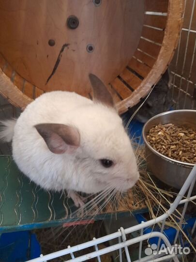 Шиншиллы пара