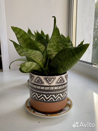 Сансевиерия