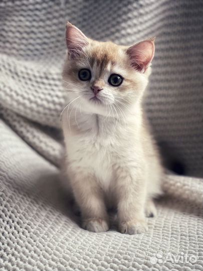 Лютик И люсик - двойное счастье