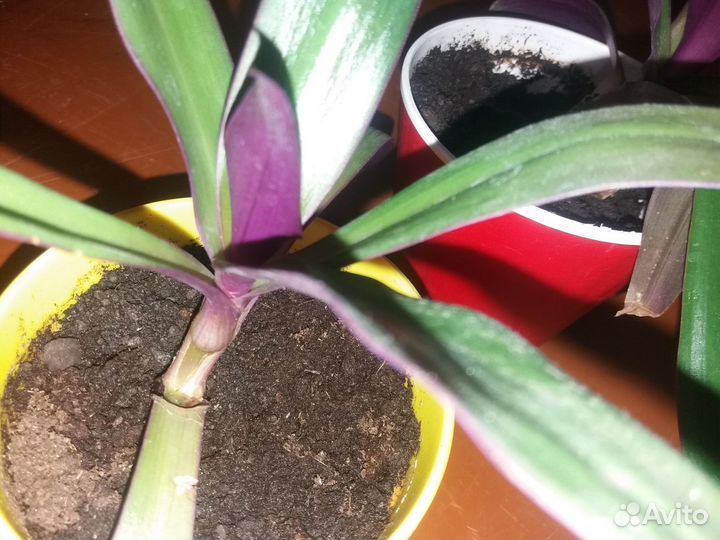 Цветок рео рэо традесканция Ладья Моисея фиолет