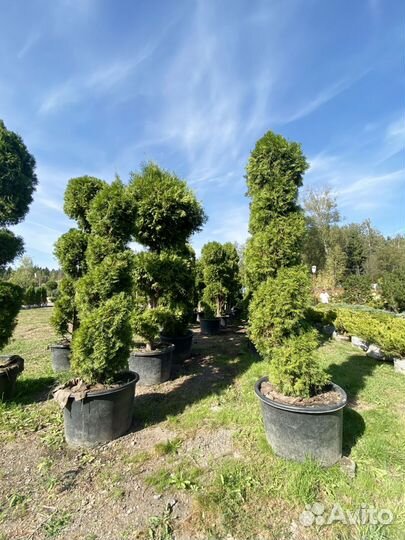 Туя Смарагд Спираль 305 см