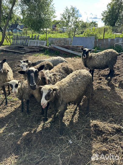 Бараны козы гуси